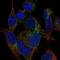 Mitochondrial Ribosomal Protein S21 antibody, NBP2-58866, Novus Biologicals, Immunofluorescence image 