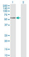 Transcobalamin 1 antibody, LS-C133957, Lifespan Biosciences, Western Blot image 