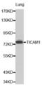 Toll Like Receptor Adaptor Molecule 1 antibody, abx001069, Abbexa, Western Blot image 