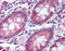 Transmembrane protease serine 4 antibody, TA341255, Origene, Immunohistochemistry paraffin image 