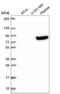 Olfactomedin Like 2B antibody, NBP2-56685, Novus Biologicals, Western Blot image 