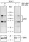 Leucine Rich Repeats And Immunoglobulin Like Domains 1 antibody, AF3688, R&D Systems, Western Blot image 