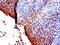 Stratifin antibody, CSB-PA021135LA01HU, Cusabio, Immunohistochemistry frozen image 