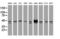 Small RNA Binding Exonuclease Protection Factor La antibody, LS-B10046, Lifespan Biosciences, Western Blot image 