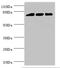 DGK-alpha antibody, LS-C675637, Lifespan Biosciences, Western Blot image 