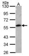 Annexin A11 antibody, NBP2-15405, Novus Biologicals, Western Blot image 