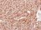 Staufen Double-Stranded RNA Binding Protein 2 antibody, GTX116458, GeneTex, Immunohistochemistry paraffin image 