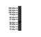 Platelet Derived Growth Factor Subunit B antibody, NBP1-58279, Novus Biologicals, Western Blot image 