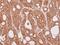 Centrosomal Protein 57 antibody, NBP2-15863, Novus Biologicals, Immunohistochemistry frozen image 