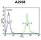 Mitochondrial Ribosomal Protein S24 antibody, abx025742, Abbexa, Western Blot image 