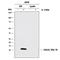 C-X-C Motif Chemokine Ligand 5 antibody, MAB2541, R&D Systems, Western Blot image 