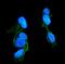 C-C Motif Chemokine Receptor 2 antibody, M00158-1, Boster Biological Technology, Immunofluorescence image 