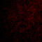 C1q And TNF Related 6 antibody, 3577, ProSci, Immunofluorescence image 