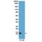 Histone Cluster 4 H4 antibody, M14495-5, Boster Biological Technology, Western Blot image 