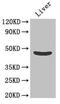 Olfactomedin Like 1 antibody, CSB-PA740917LA01HU, Cusabio, Western Blot image 