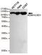 Transducin Beta Like 1 X-Linked antibody, MA5-24875, Invitrogen Antibodies, Western Blot image 