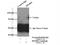 Heterochromatin Protein 1 Binding Protein 3 antibody, 24556-1-AP, Proteintech Group, Immunoprecipitation image 