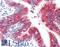 Rho Related BTB Domain Containing 2 antibody, LS-B10001, Lifespan Biosciences, Immunohistochemistry frozen image 