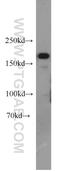 Lysine Demethylase 5C antibody, 14426-1-AP, Proteintech Group, Western Blot image 