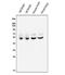 Calcium/Calmodulin Dependent Protein Kinase II Alpha antibody, A03241-2, Boster Biological Technology, Western Blot image 