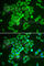 Kelch Like ECH Associated Protein 1 antibody, A1820, ABclonal Technology, Immunofluorescence image 