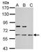 Inosine Monophosphate Dehydrogenase 2 antibody, GTX101778, GeneTex, Western Blot image 