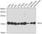 Eukaryotic Translation Initiation Factor 5A antibody, GTX32581, GeneTex, Western Blot image 