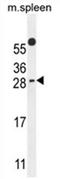 PYM Homolog 1, Exon Junction Complex Associated Factor antibody, AP54565PU-N, Origene, Western Blot image 