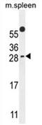 PYM Homolog 1, Exon Junction Complex Associated Factor antibody, AP54565PU-N, Origene, Western Blot image 