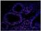 Matrin 3 antibody, NB100-1761, Novus Biologicals, Immunofluorescence image 