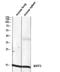 Basic Leucine Zipper ATF-Like Transcription Factor 3 antibody, STJ97689, St John