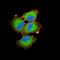 Ezrin antibody, NBP2-52465, Novus Biologicals, Immunocytochemistry image 