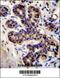 Prospero Homeobox 2 antibody, 56-486, ProSci, Immunohistochemistry paraffin image 