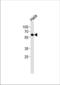 Estrogen Related Receptor Gamma antibody, TA324999, Origene, Western Blot image 