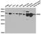 Retinoic acid receptor alpha antibody, TA326833, Origene, Western Blot image 