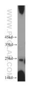 Stromal Cell Derived Factor 2 Like 1 antibody, 20888-1-AP, Proteintech Group, Western Blot image 