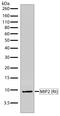 C-X-C Motif Chemokine Ligand 2 antibody, 701126, Invitrogen Antibodies, Western Blot image 