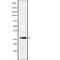 CD48 Molecule antibody, abx146727, Abbexa, Western Blot image 