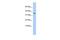 Protein Phosphatase 1 Regulatory Subunit 27 antibody, GTX45844, GeneTex, Western Blot image 