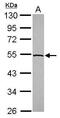 Cyclic AMP-responsive element-binding protein 3-like protein 3 antibody, PA5-31708, Invitrogen Antibodies, Western Blot image 
