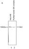 Tetratricopeptide repeat protein 37 antibody, CI1031, Boster Biological Technology, Chromatin Immunoprecipitation image 