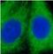 Glutathione S-Transferase Alpha 1 antibody, FNab03686, FineTest, Immunofluorescence image 