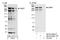 Nuclear Receptor Corepressor 2 antibody, NB100-58826, Novus Biologicals, Western Blot image 