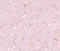 CXXC Finger Protein 4 antibody, A13072, Boster Biological Technology, Immunohistochemistry frozen image 