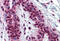 CAMP Responsive Element Binding Protein 1 antibody, MBS245877, MyBioSource, Immunohistochemistry frozen image 