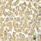 Mitogen-Activated Protein Kinase Kinase Kinase Kinase 3 antibody, GTX32713, GeneTex, Immunohistochemistry paraffin image 