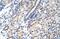 Msh Homeobox 2 antibody, PA5-41436, Invitrogen Antibodies, Immunohistochemistry frozen image 