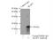 AKAP7 antibody, 12591-1-AP, Proteintech Group, Immunoprecipitation image 