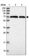 Macrophage Expressed 1 antibody, NBP2-14246, Novus Biologicals, Western Blot image 