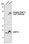 Centromere Protein A antibody, PA5-17195, Invitrogen Antibodies, Western Blot image 